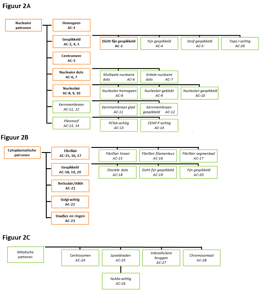 Stroomdiagram: Tweede niveau van de boomstructuur voor de nomenclatuur en classificatie voor IIF-patronen op HEp-2-celpreparaten.