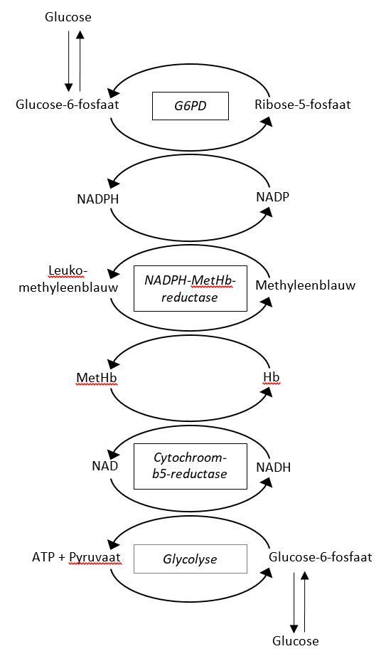 Figuur 1. Schematische weergave van de redoxreacties die plaatsvinden rondom methemoglobine, waarbij cytochroom-b5-reductase de endogene reductiereactie weergeeft en NADPH-MetHb-reductase de exogene methyleenblauw-gemedieerde route.